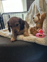 female brown, a female Dachshund for sale in Conroe, TX – Photo 2 of 2