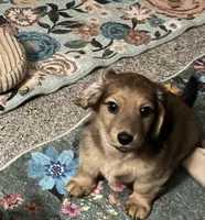 female brown sable, a female Dachshund for sale in Conroe, TX – Photo 5 of 10