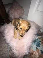 female brown sable, a female Dachshund for sale in Conroe, TX – Photo 4 of 10