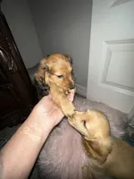 female brown sable, a female Dachshund for sale in Conroe, TX – Photo 3 of 10