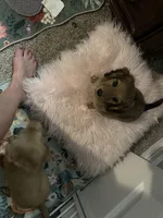 female brown sable, a female Dachshund for sale in Conroe, TX – Photo 7 of 10