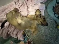 female brown sable, a female Dachshund for sale in Conroe, TX – Photo 6 of 10