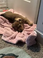 female brown sable, a female Dachshund for sale in Conroe, TX – Photo 9 of 10