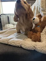 cream male, a male Dachshund for sale in Conroe, TX – Photo 3 of 3