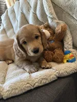 cream male, a male Dachshund for sale in Conroe, TX – Photo 2 of 3