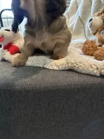 Brown male, a male Dachshund for sale in Conroe, TX – Photo 2 of 2