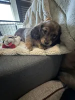 Brown male, a male Dachshund for sale in Conroe, TX – Photo 1 of 2