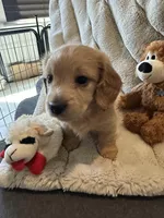 Cream girl, a female Dachshund for sale in Conroe, TX – Photo 1 of 2