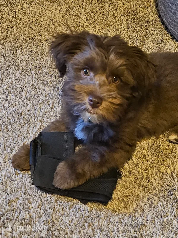 Teddy – Yorkipoo puppy for sale in Sand Springs, OK