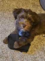 Teddy, a male Yorkipoo for sale in Sand Springs, OK – 1 of 5