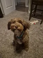 Teddy, a male Yorkipoo for sale in Sand Springs, OK – 4 of 5