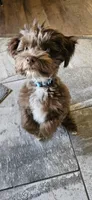 Teddy, a male Yorkipoo for sale in Sand Springs, OK – 2 of 5