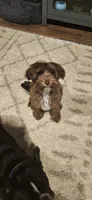 Teddy, a male Yorkipoo for sale in Sand Springs, OK – 5 of 5