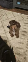 Teddy, a male Yorkipoo for sale in Sand Springs, OK – 3 of 5