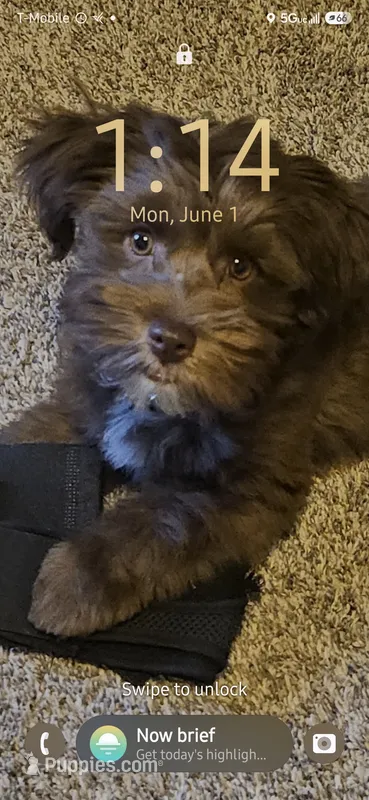 Teddy – Yorkipoo puppy for sale in Sand Springs, OK