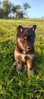 Daisy, a female Pomsky for sale in Gambier, OH – 3 of 8