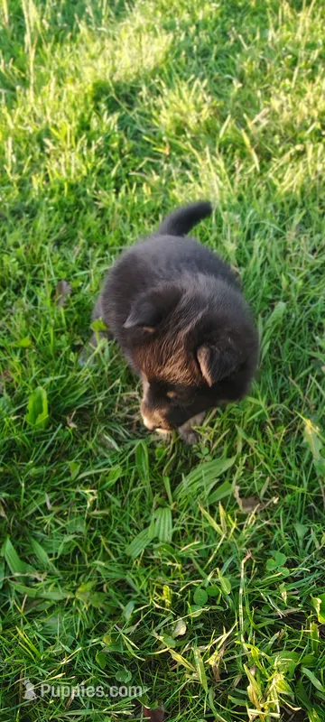 Oak – Pomsky puppy for sale in Gambier, OH
