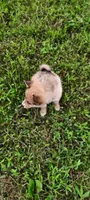 Timber, a male Pomsky for sale in Gambier, OH – 6 of 7
