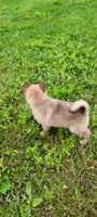 Timber, a male Pomsky for sale in Gambier, OH – 2 of 7