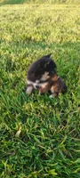 Daisy, a female Pomsky for sale in Gambier, OH – 5 of 8