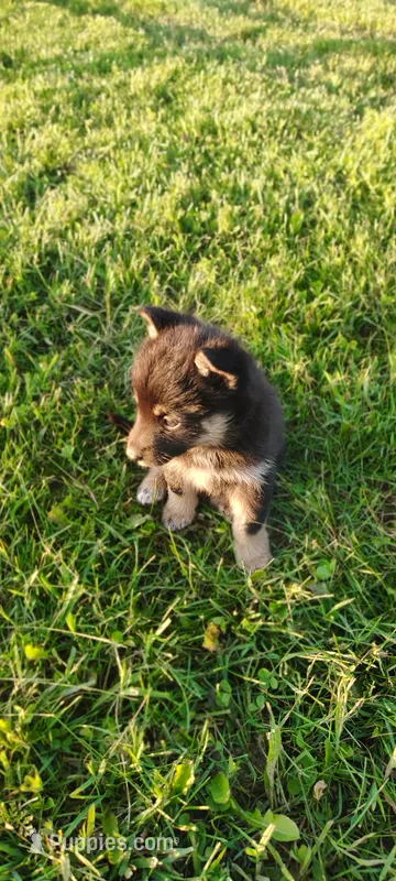 Daisy – Pomsky puppy for sale in Gambier, OH