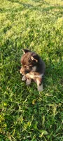 Daisy, a female Pomsky for sale in Gambier, OH – 1 of 8