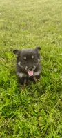 Tulip, a female Pomsky for sale in Gambier, OH – 4 of 6