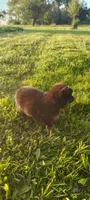 Oak, a male Pomsky for sale in Gambier, OH – 3 of 6