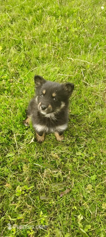Tulip – Pomsky puppy for sale in Gambier, OH