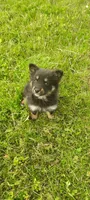 Tulip, a female Pomsky for sale in Gambier, OH – 1 of 6