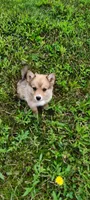 Timber, a male Pomsky for sale in Gambier, OH – 4 of 7