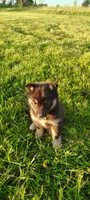 Daisy, a female Pomsky for sale in Gambier, OH – 8 of 8