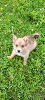 Timber, a male Pomsky for sale in Gambier, OH – 5 of 7
