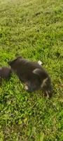 Tulip, a female Pomsky for sale in Gambier, OH – 2 of 6