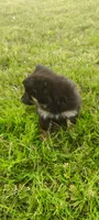 Tulip, a female Pomsky for sale in Gambier, OH – 3 of 6