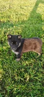 Daisy, a female Pomsky for sale in Gambier, OH – 4 of 8