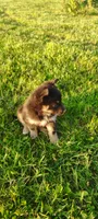 Daisy, a female Pomsky for sale in Gambier, OH – 2 of 8