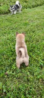 Timber, a male Pomsky for sale in Gambier, OH – 7 of 7
