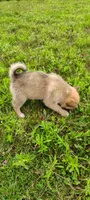 Timber, a male Pomsky for sale in Gambier, OH – 3 of 7