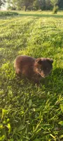 Oak, a male Pomsky for sale in Gambier, OH – 6 of 6