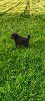 Oak, a male Pomsky for sale in Gambier, OH – 5 of 6