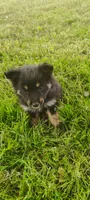 Tulip, a female Pomsky for sale in Gambier, OH – 5 of 6