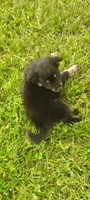 Tulip, a female Pomsky for sale in Gambier, OH – 6 of 6