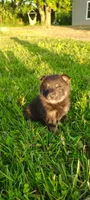 Oak, a male Pomsky for sale in Gambier, OH – 2 of 6