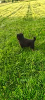Oak, a male Pomsky for sale in Gambier, OH – 4 of 6