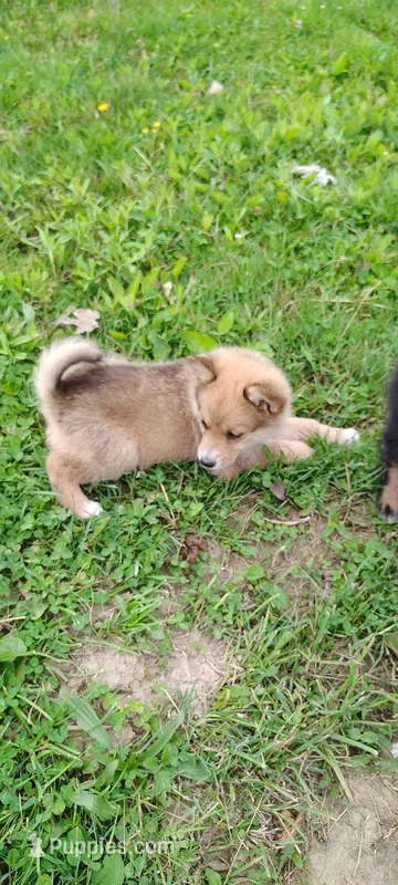 Timber – Pomsky puppy for sale in Gambier, OH