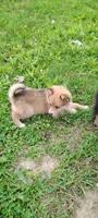 Timber, a male Pomsky for sale in Gambier, OH – 1 of 7