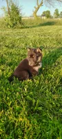 Daisy, a female Pomsky for sale in Gambier, OH – 6 of 8