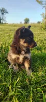 Daisy, a female Pomsky for sale in Gambier, OH – 7 of 8