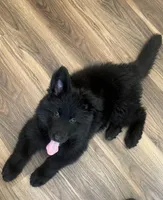 Black Blue Purebred German Shepherd Puppy Puppies Male boy, a male German Shepherd Dog for sale in Seattle, WA – 4 of 9